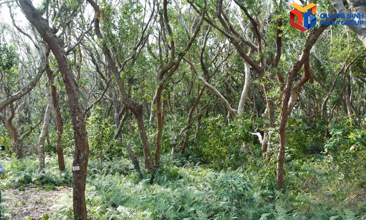 Biodiversity conservation at Bai Tu Long National Park