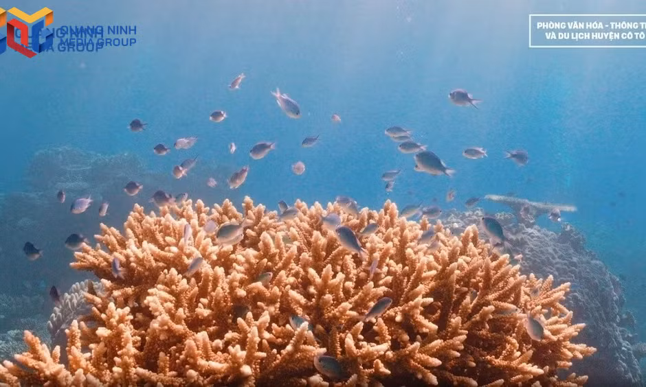 Biodiversity conservation: A foundation for sustainable development