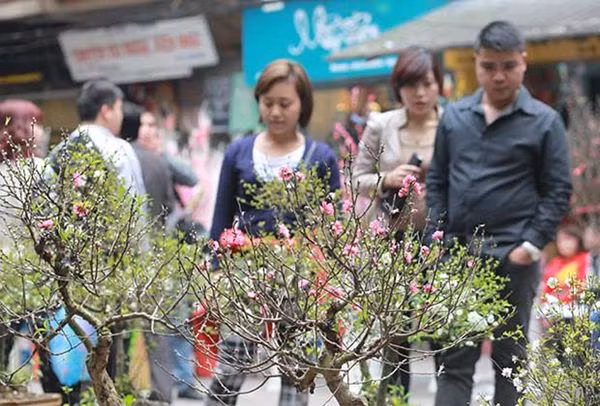 Going to the market to buy a tree or even just a branch of peach blossom has become a ritual for many Hanoians. There are multiple choices for customers. The well-heeled can buy expensive peach trees while the poor can choose one within their budget.
