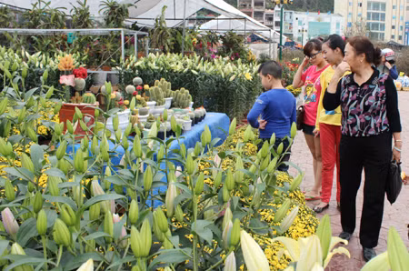 Hoanh Bo flowers are displayed at Ha Long Tet Flower Market
