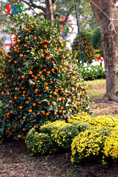 Kumquat trees