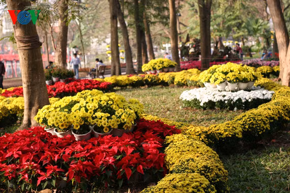 Chrysanthemums