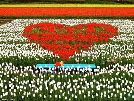  Flowers in Da Lat on Valentine day. File Photo