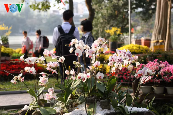 Orchids
