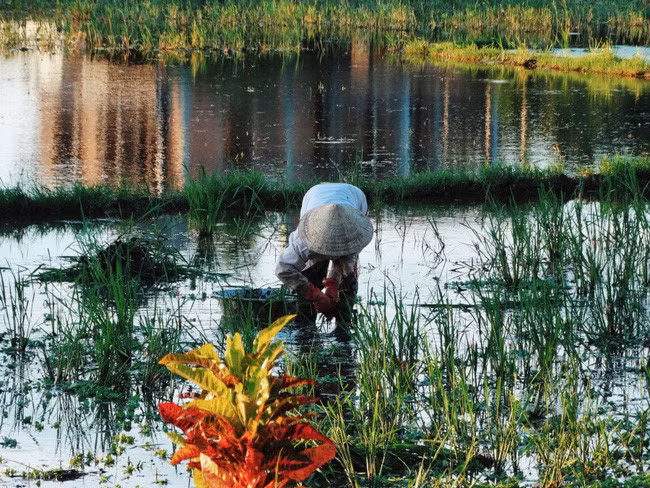 Vietnamese countryside