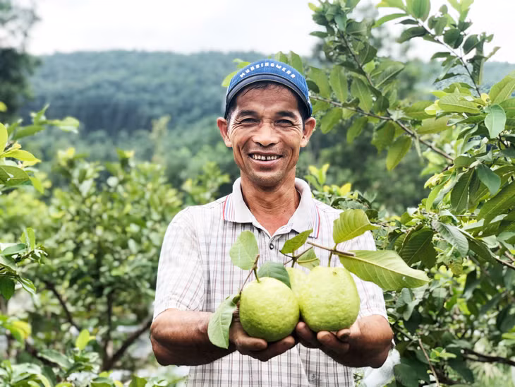 Visitors are able to buy Hoanh Bo guava and visit these amazing gardens at some communes of Son Duong, Dan Chu, Tan Dan, Bang Ca, Quang La, Le Loi in Hoanh Bo ward, Ha Long city.