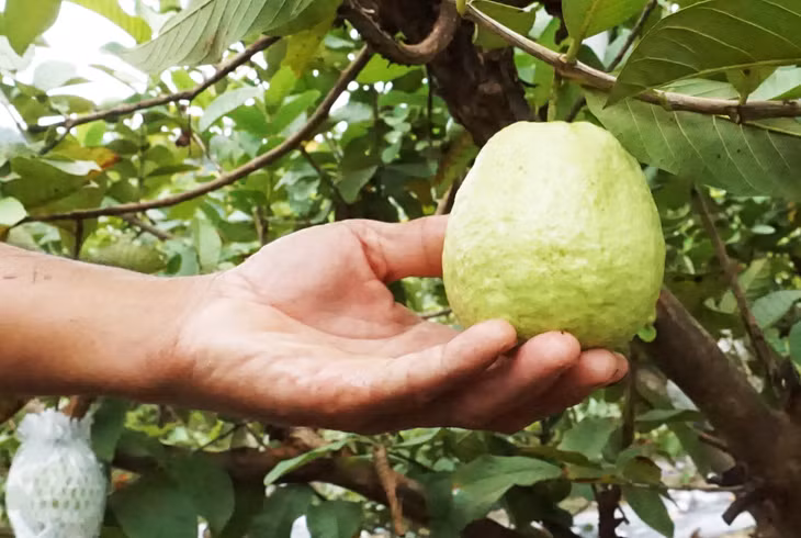 Hoanh Bo quava plants are cultivated in the total area of more than 70 hectares in Ha Long city and meet all current agricultural standards.