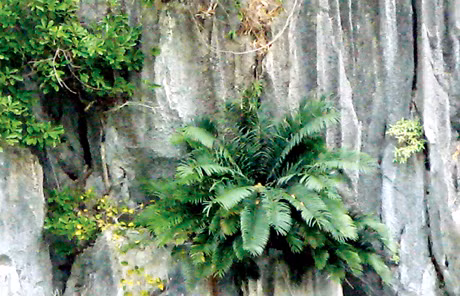 Ha Long Bay possesses a diverse fauna and flora system 