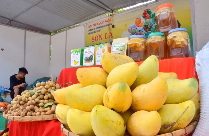 Son La mangoes are sold at the price of 30,000 VND/kg 
