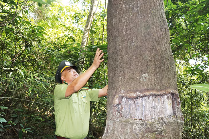 There are a lot of big trees in Dong Son - Ky Thuong forest 