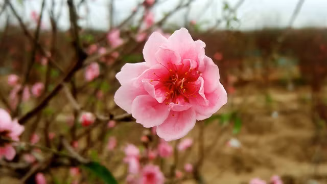 Nhat Tan peach blossoms are renowned for their big blooms, thick petals and vivid colours.