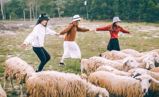 Sheep fields in BaoThanh commune, Yen Thanh district, NgheAn province.