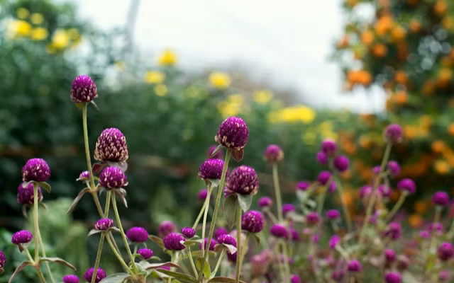 Purple buttons of globe amaranth are another flower commonly found in the gardens of Nhat Tan precinct in recent years.