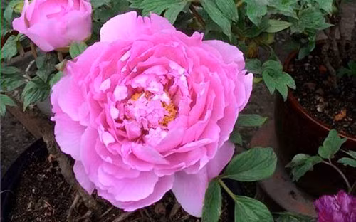 Imported peony