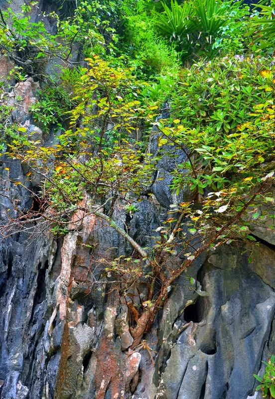 It has an abundant flora