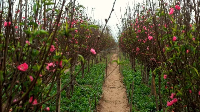 Most of the flowers will bloom over the next few weeks but horticulturists have already begun selling their peach blossoms to customers.