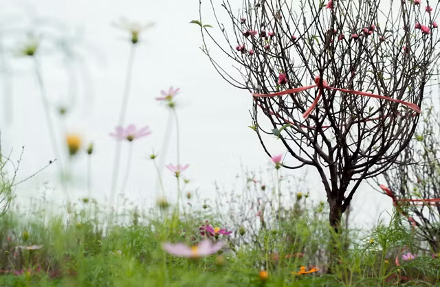 Flowers are carefully and gracefully nurtured throughout the three weeks remaining until Tet.
