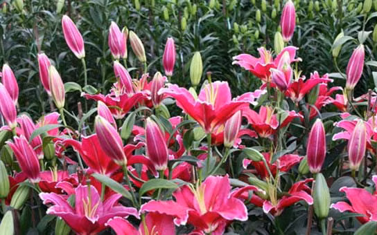 Lilium