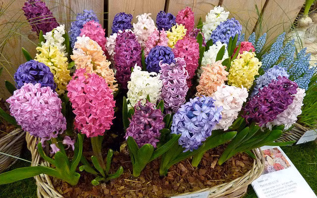 Hyacinth