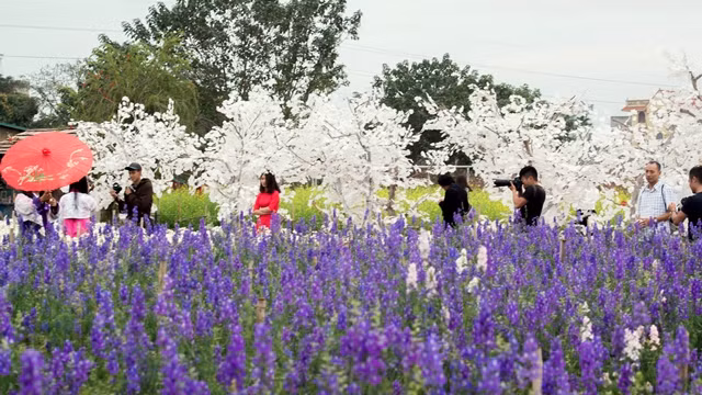 Nhat Tan gardens are also an ideal place for young people to enjoy memorable moments and the colourful atmosphere of Tet.