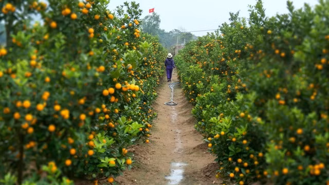 Peach and kumquat trees are indispensable to the traditional holiday in the northern region.