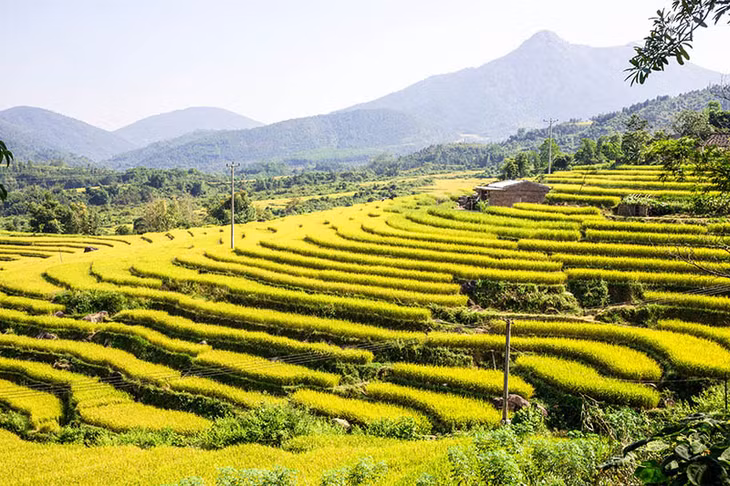 Tourists area surprised with golden rice fields dotted among jin and jang title –roofed houses