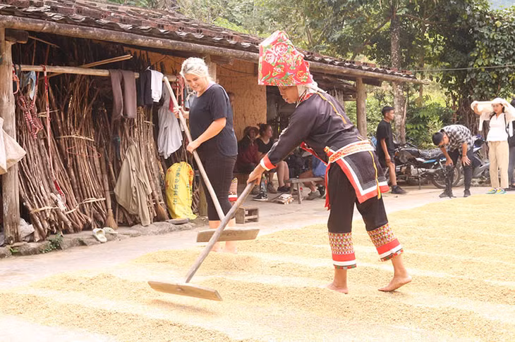 Hand-on experience tours become an attractive tourism product to visitors inBinh Lieu: Drying rice during harvest season ...