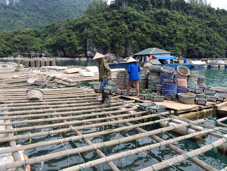 According to statistics in 2018, Quang Ninh's total mollusk production output was 25,000 tons. 