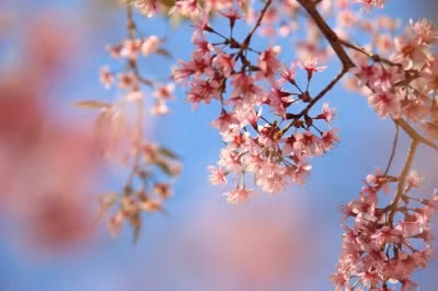 The blossoming of cherry trees in mountainous regions occurs earlier than those in the lowland areas. 