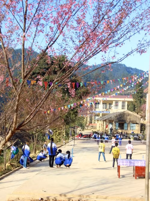 The flowers start appearing on cherry trees at the end of December at many schools in the area, making the scenery even more glorious than ever. Peach blossoms surround the playground of the Le Van T