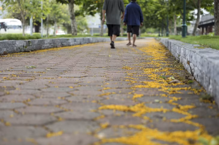 The poetic carpet of yellow flowers