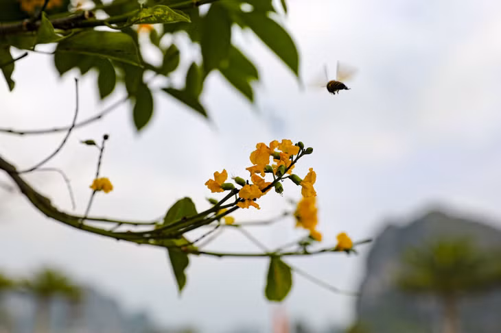 Flowers bloom from late spring until summer.