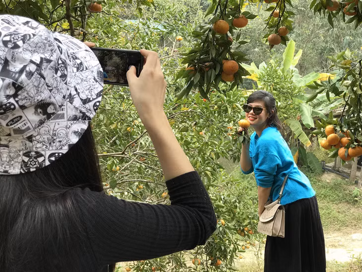 Tourists visit an orange garden in Van Don district.