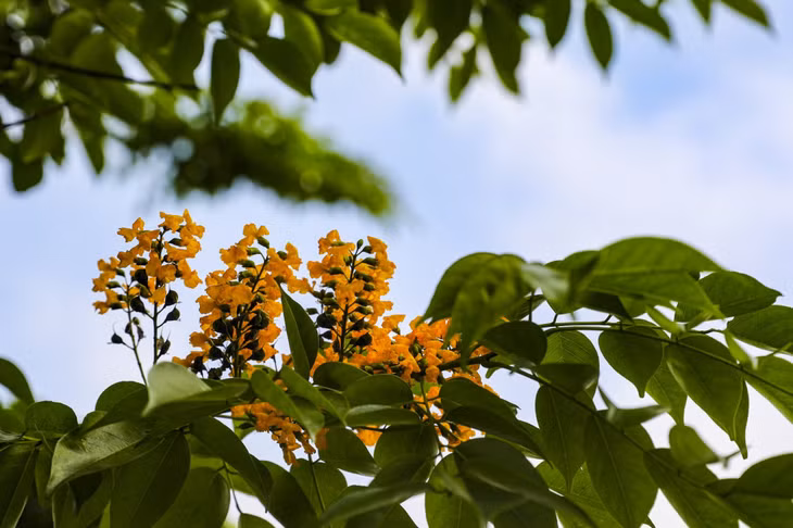 The clusters of yellow flowers are interwoven with green leaves.