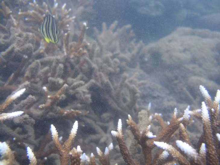 Coral reefs on the seabed