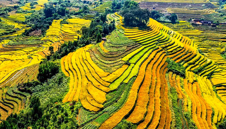 Rice ripening terrace fields in Binh Lieu