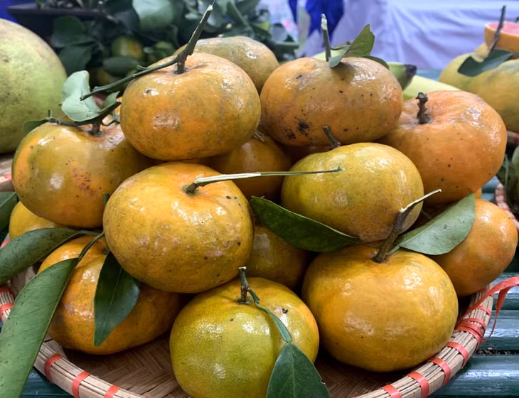 The brand of Van Yen orange has been registered as one of OCOP products since 2016