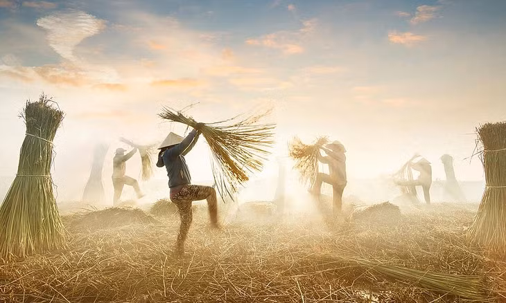 Photographer Nguyen Ngoc Hoa captured the moment Vietnamese farmers harvest sedge, which is later used to weave mats. Photo courtesy of Agora/Nguyen Ngoc Hoa.