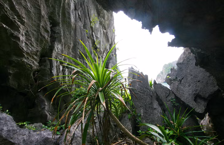There are a range of endemic species growing on canyons.