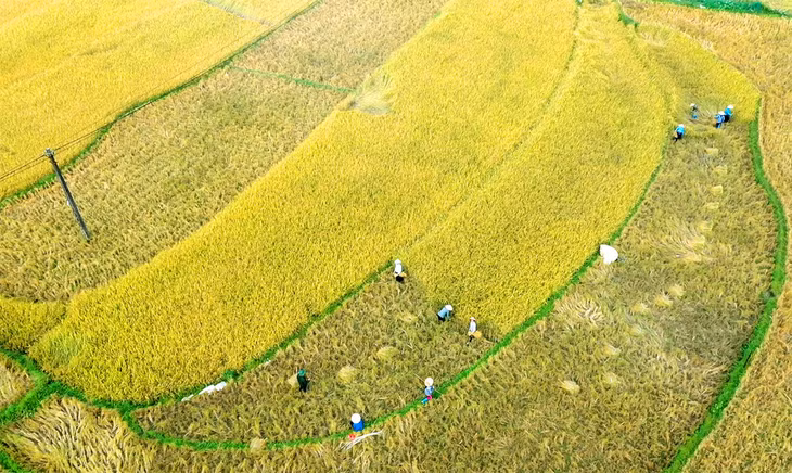 San Chi ethnic minority people are harvesting crops.