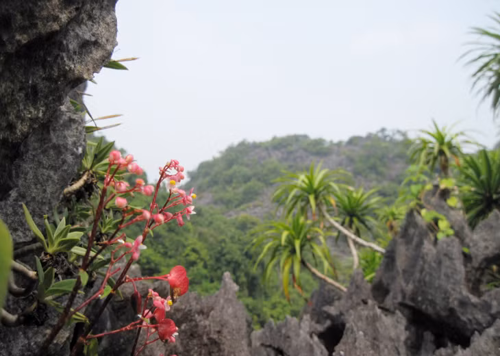 This Quang Ninh - based park is rich in ecological potentials.
