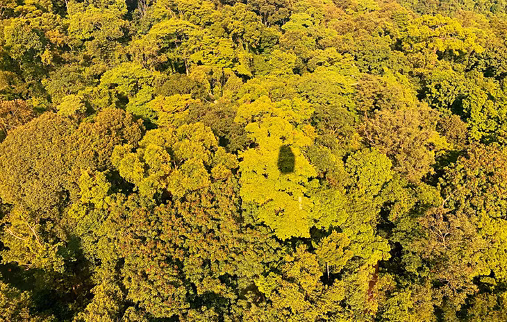 "Yellow afternoon"