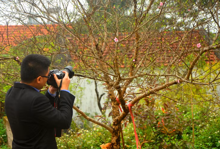 The beauty of these flowers draws the attention of many tourists.