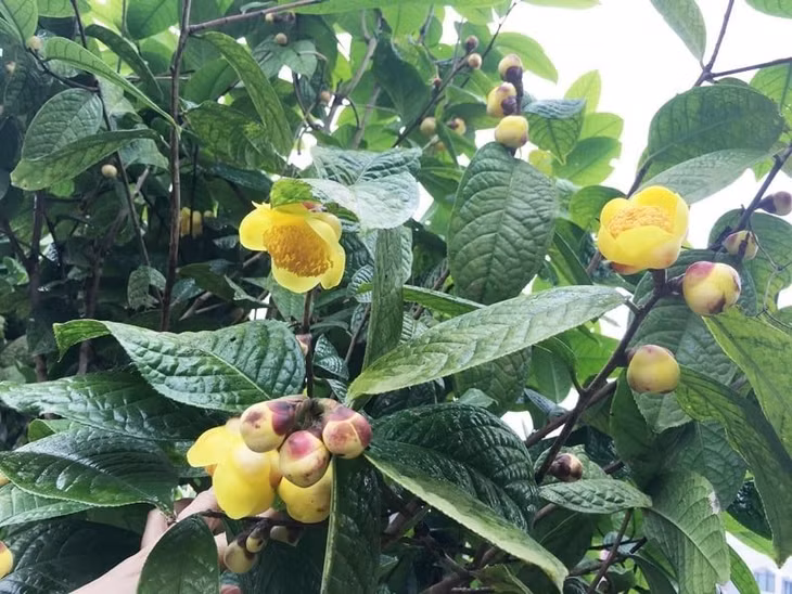 The yeallow flower tea is a famous medical product of Ba Che district.