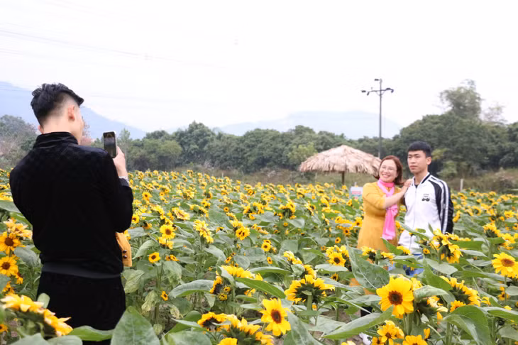 The field of sun flowers.