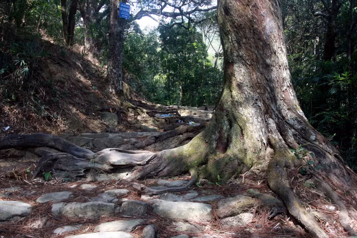 The red pine trees, about 700 years old, have always been a part of Yen Tu.