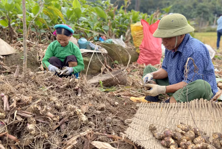 Local people at Huc Dong commune harvest arrowroot.