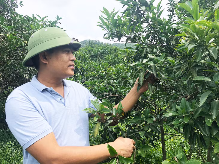 Tran Van Tung and his orange garden in Hamlet 10/10, Van Yen.