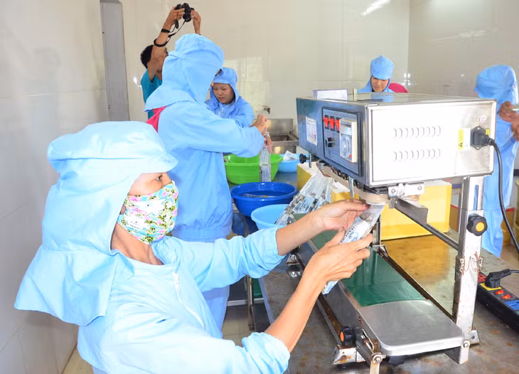 Producing peeled oyster products