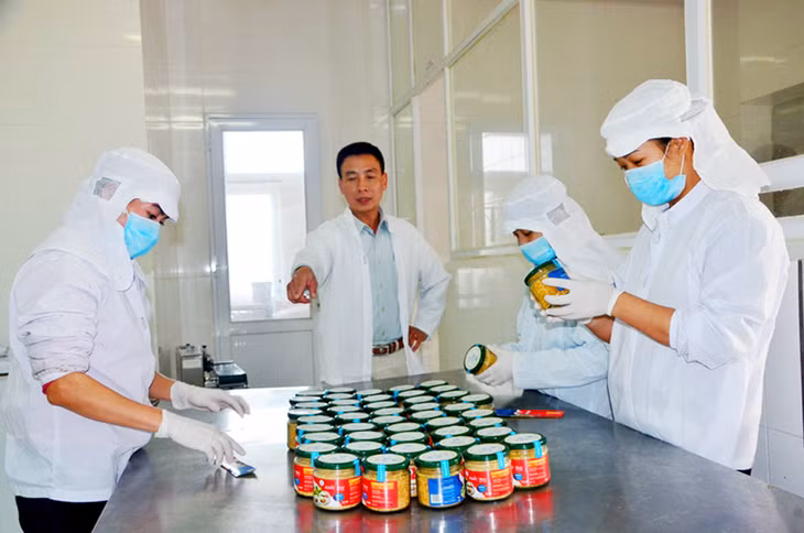 The commercial production of salted shredded oyster
